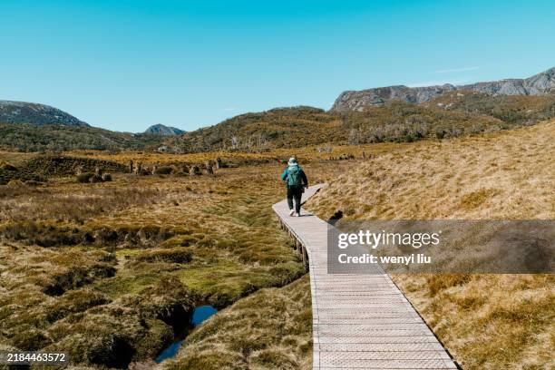 a male tourist is walking on the boardwalk on cradle mountain overland track, tasmania, australia - cradle mountain stock pictures, royalty-free photos & images