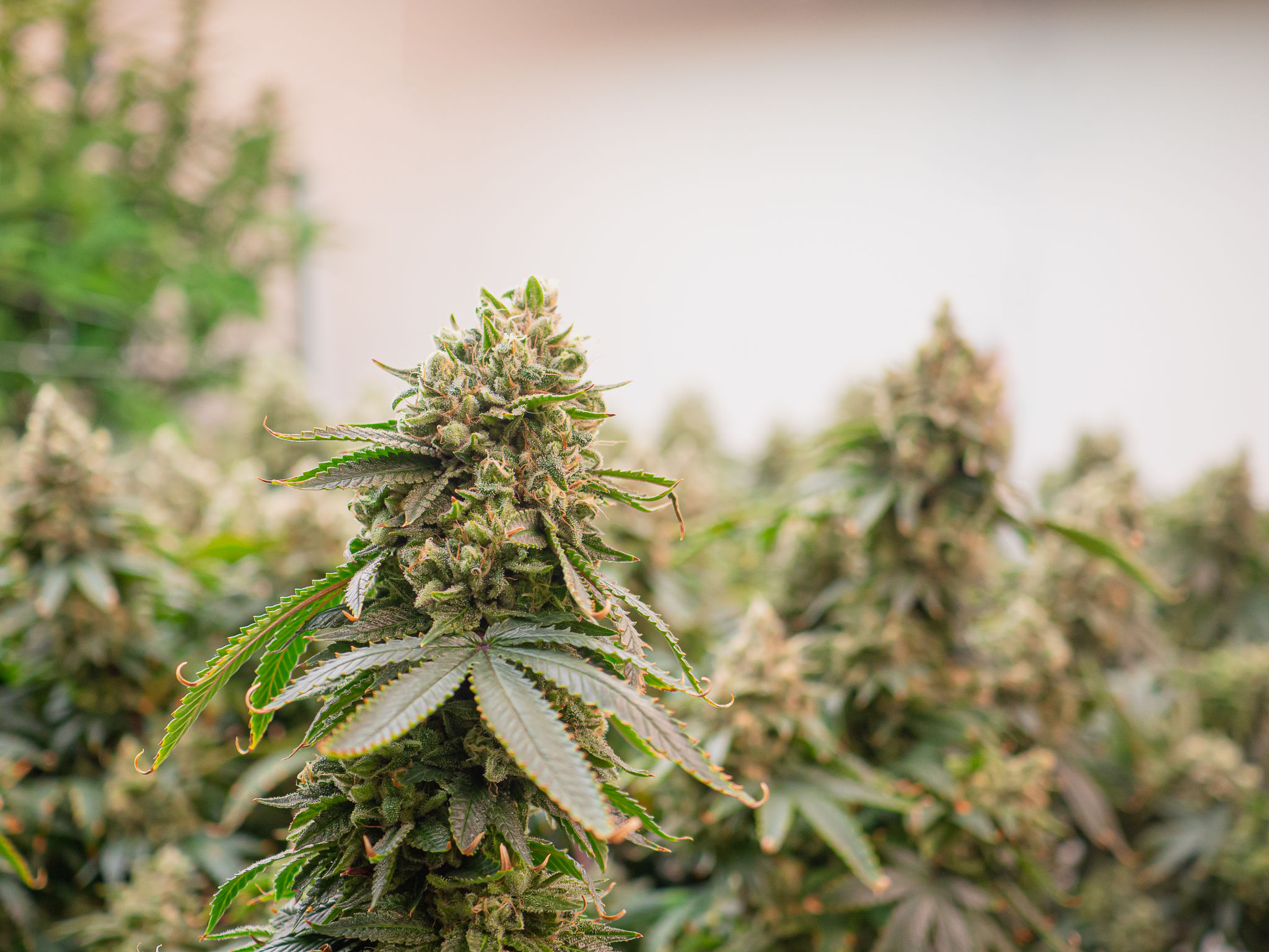 cannabis plant