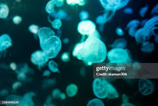 close-up view of a transparent jellyfish in an aquarium, showcasing the delicate movement of marine life and capturing the beauty of aquatic ecosystems, perfect for nature and marine enthusiasts - microorganismo fotografías e imágenes de stock