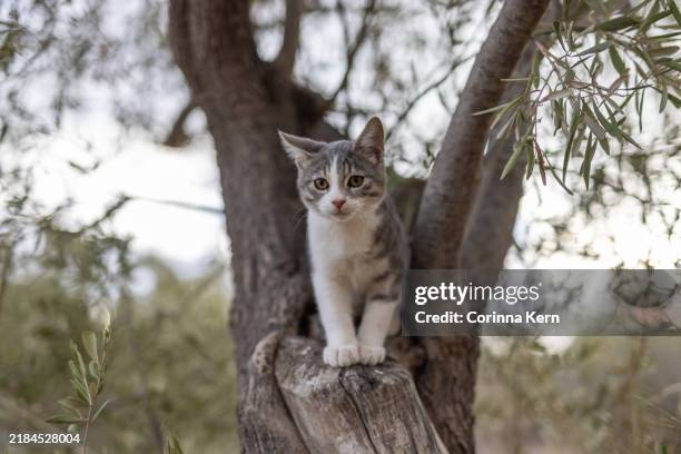 kitten climbing on a tree - stock photo - raubkatze stock-fotos und bilder