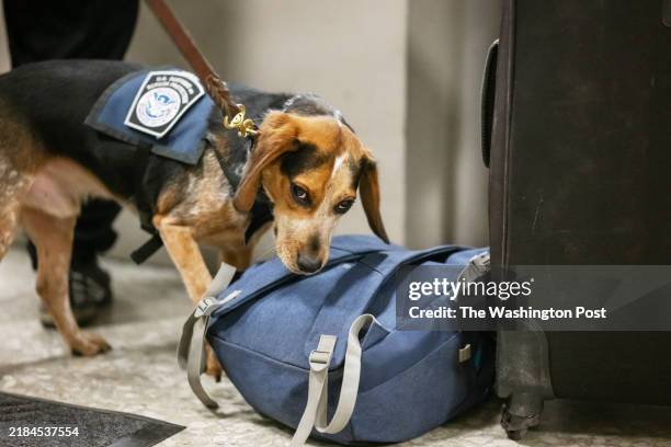 Freddie, a K9 with the CBP's Beagle Brigade, works the floor at Dulles International Airport in Dulles, VA on October 16, 2024.