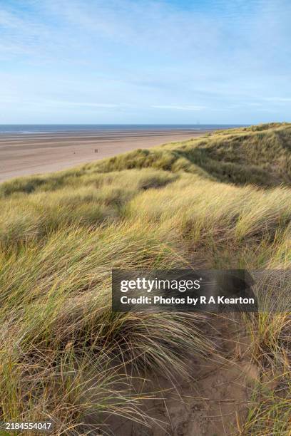 sand dunes at formby, merseyside, england - marram grass stock pictures, royalty-free photos & images