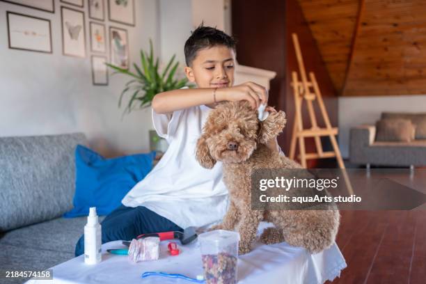 boy taking care of his pet at home - toy poodle stock pictures, royalty-free photos & images