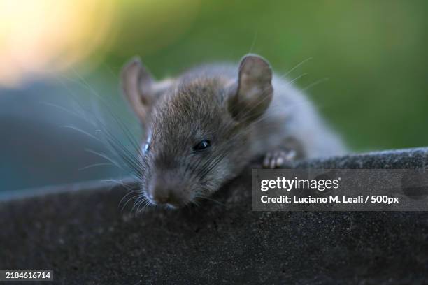 Argentinian Rats 1,735 M For Mouse Stock Photos, High-Res Pictures, and Images - Getty ...