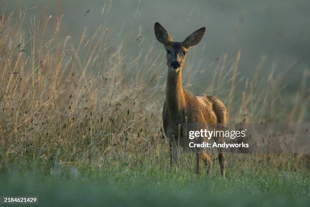 beautiful female roe deer (capreolus capreolus) - doe stock pictures, royalty-free photos & images