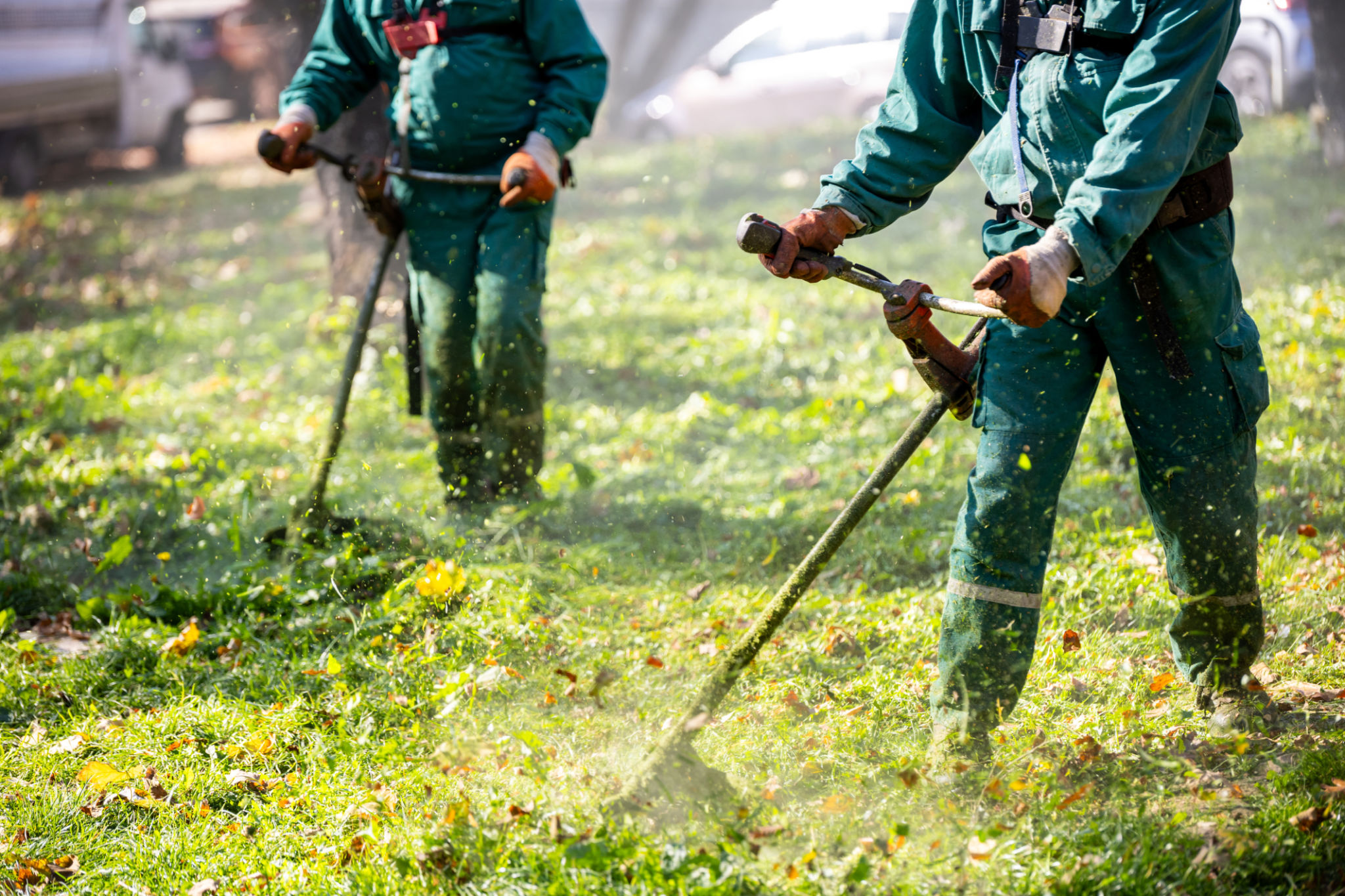 seasonal lawn care
