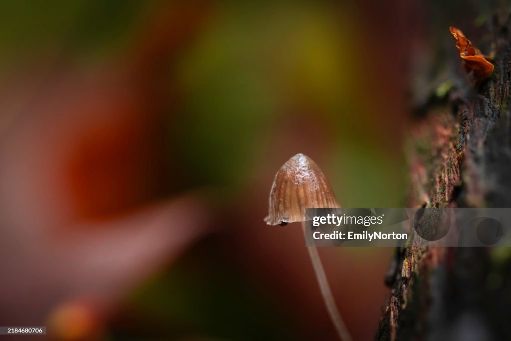 Mushroom Growing In The Forest