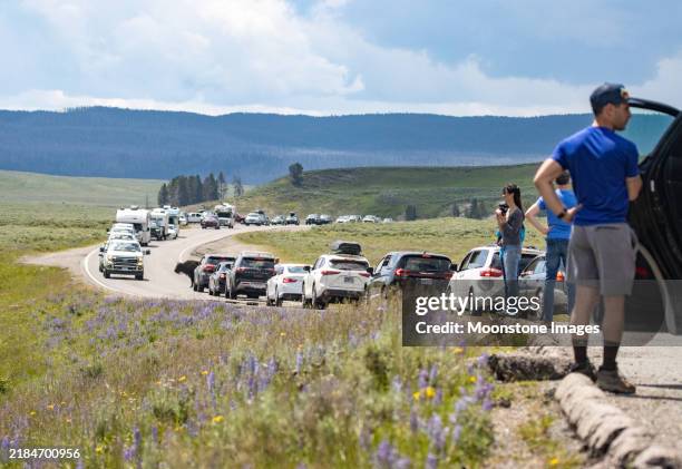 bison jam auf der grand loop road im yellowstone national park, wyoming - national bison gebirge stock-fotos und bilder