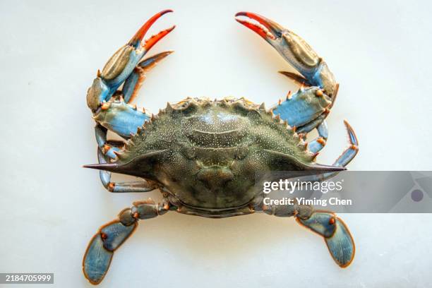 living blue crab - crab stock pictures, royalty-free photos & images