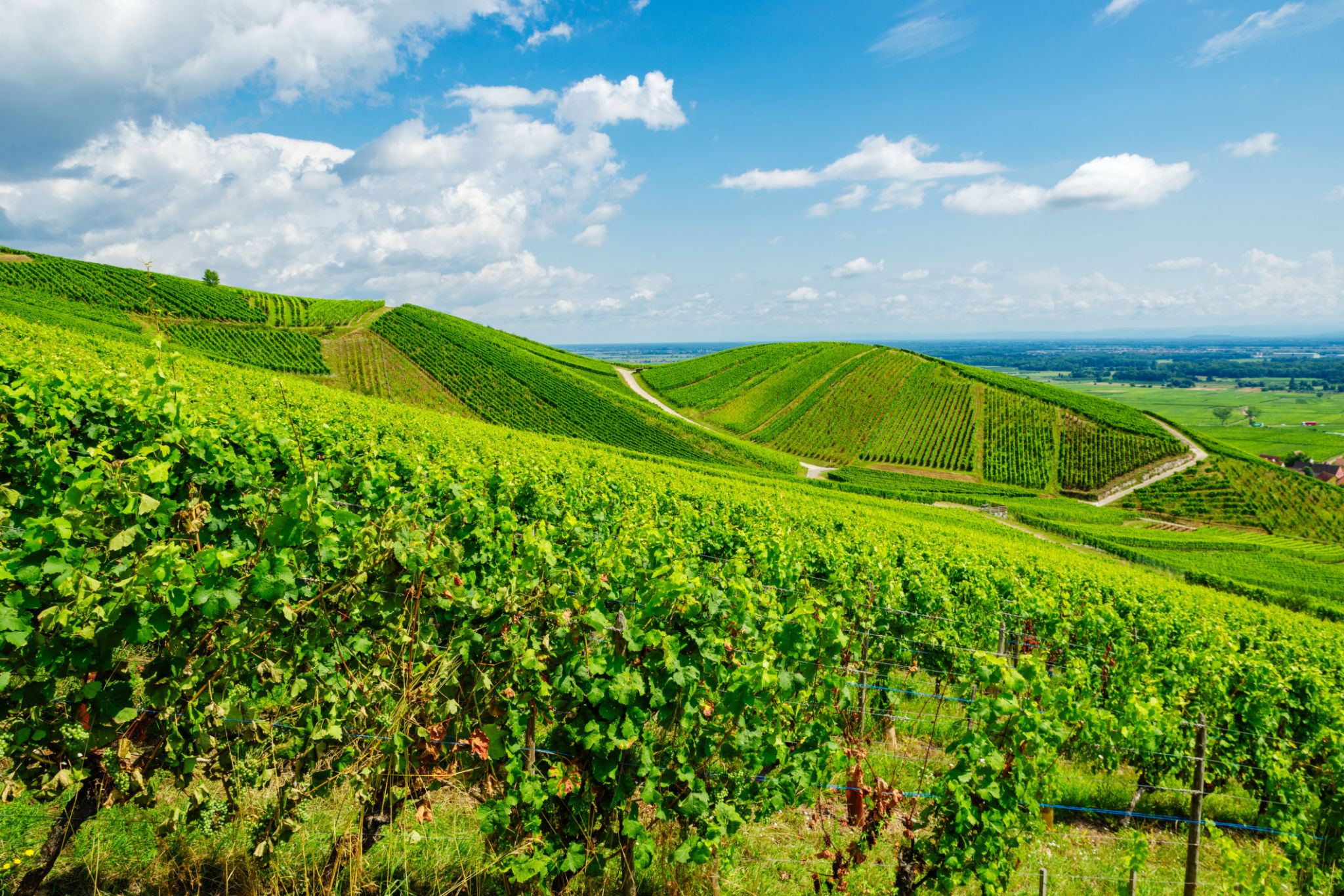 vineyard France