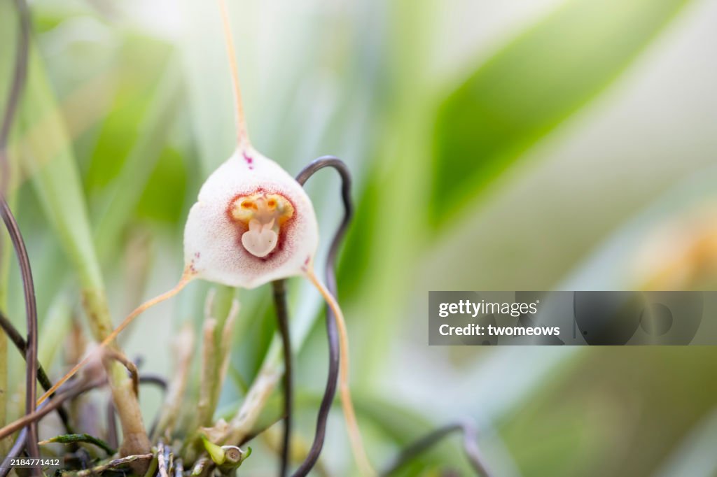 Dracula Simia orchid blossom close up view.