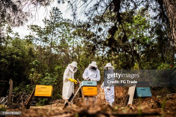 apicultores trabajando en un colmenar - polinización fotografías e imágenes de stock