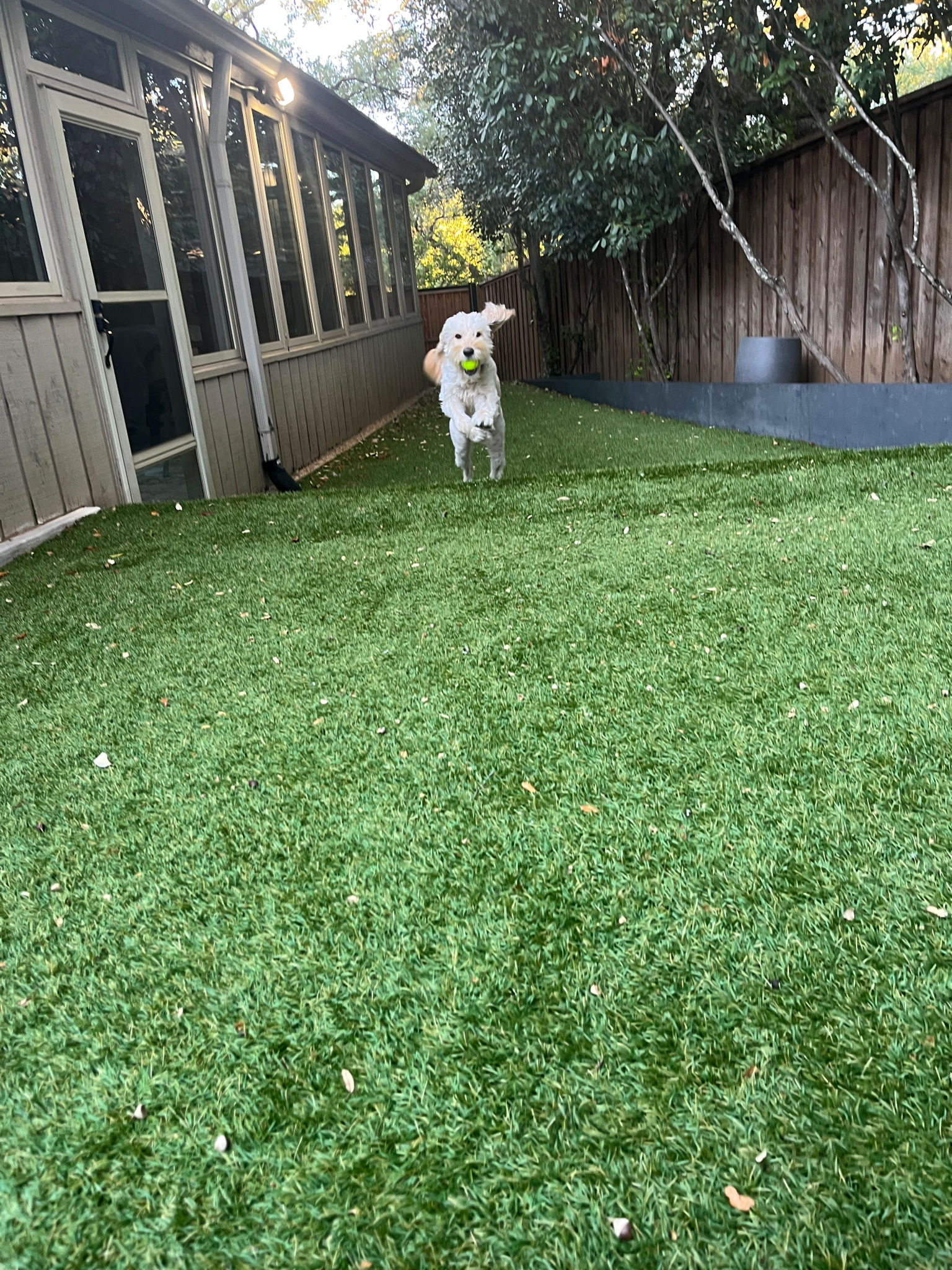 Doodle dog mid air with tennis ball Doodle dog mid air with tennis ball
