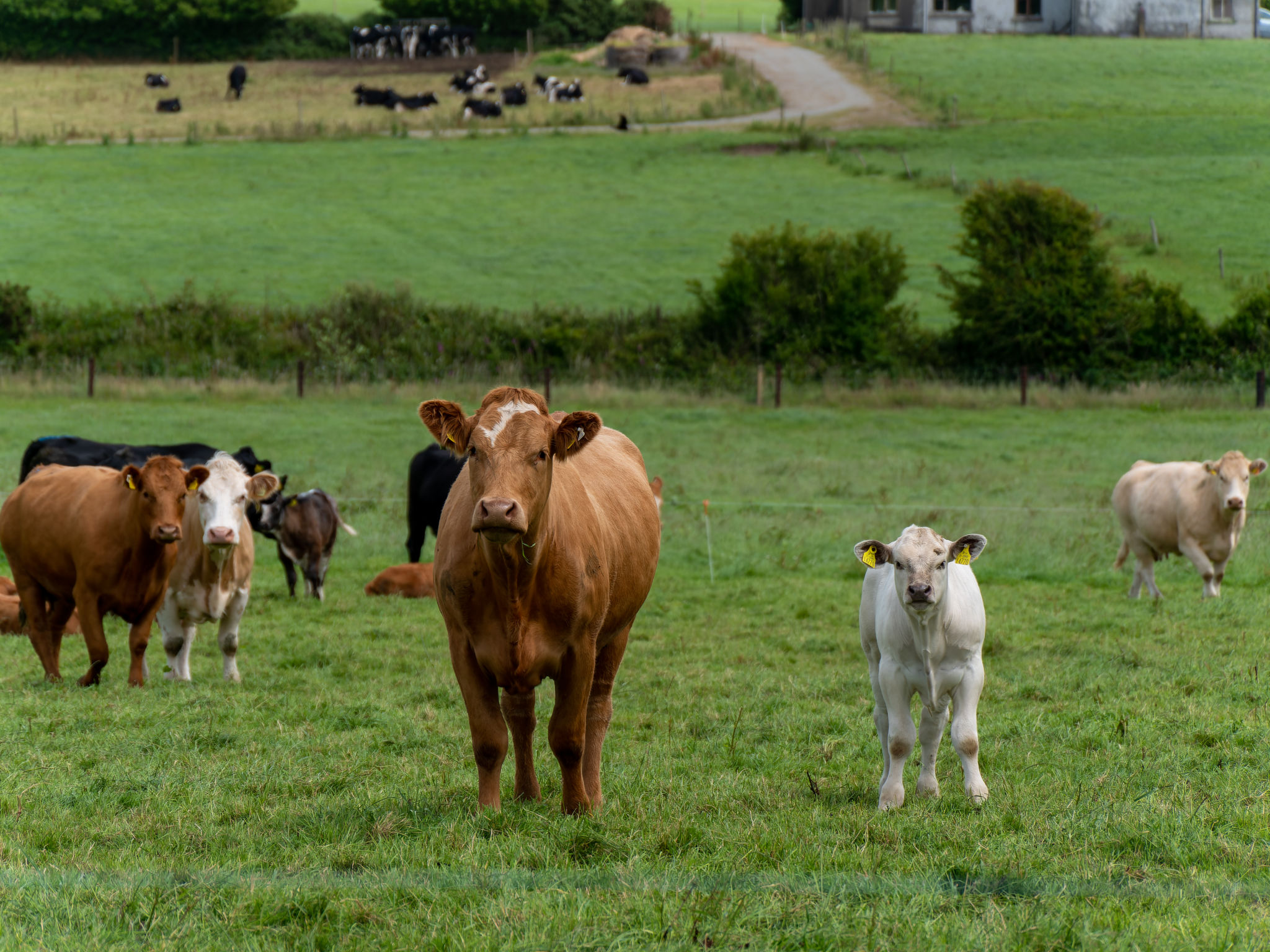 Curious cow and calf on a green grass pasture on a summer day. Cows on free grazing. Livestock farm. White and brown cow on green grass field Curious cow and calf on a green grass pasture on a summer day. Cows on free grazing. Livestock farm. White and brown cow on green grass field