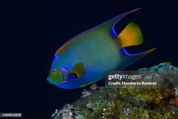 queen angelfish. - juvenile queen angelfish fotografías e imágenes de stock