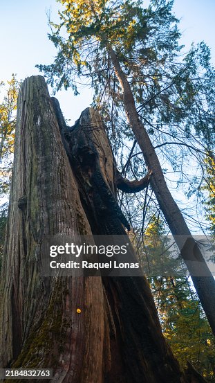 Ancient hollow tree supporting tree younger tree Ancient hollow tree supporting tree younger tree