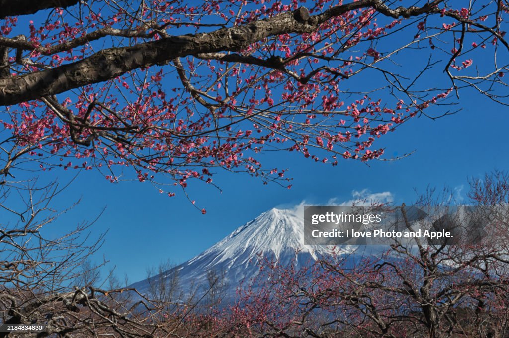 Mt.Fuji landscape