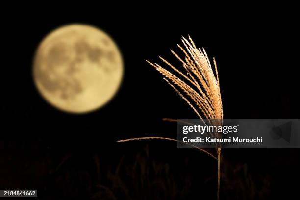 mid-autumn harvest moon images, full moon and pampas grass - harvest moon stock pictures, royalty-free photos & images