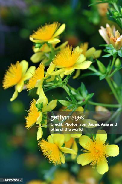 hypericum prolificum / shrubby st. john’s wort: bright yellow flowers with sunburst of stamens - st johns wort stock pictures, royalty-free photos & images