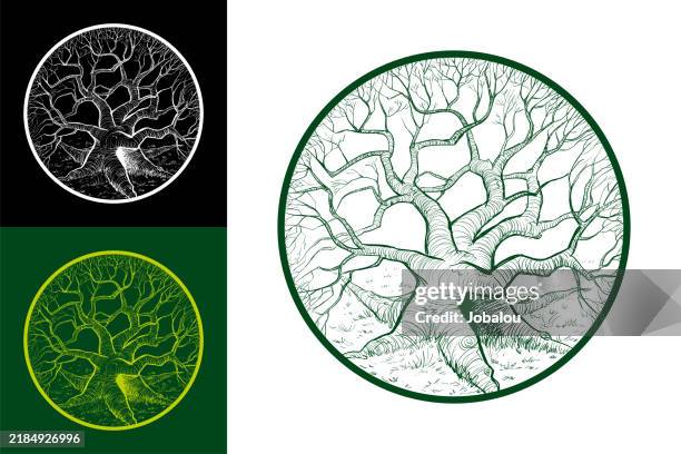 stockillustraties, clipart, cartoons en iconen met big old tree inside a circle clip art - kale boom