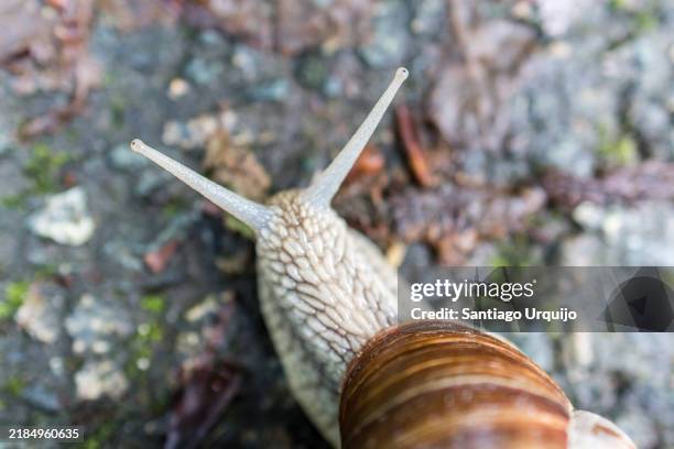 roman snail (helix pomatia) on the ground - rutsche stock-fotos und bilder