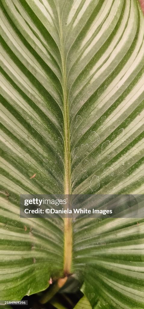 Calathea Orbifolia