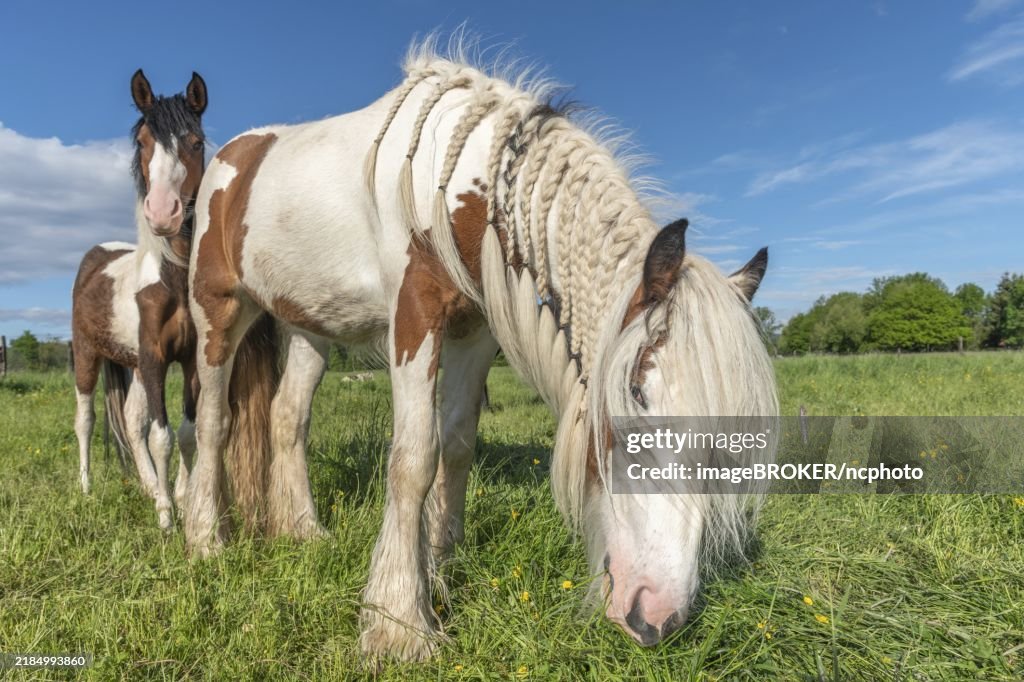 Irish Cob horse in a pasture in spring. Horse with mouth filled in pigtails