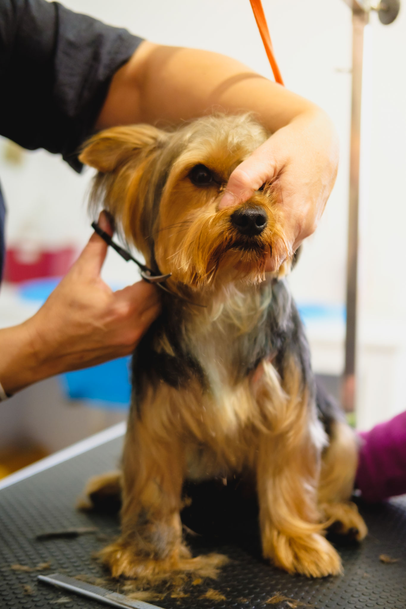 local business yorkshire