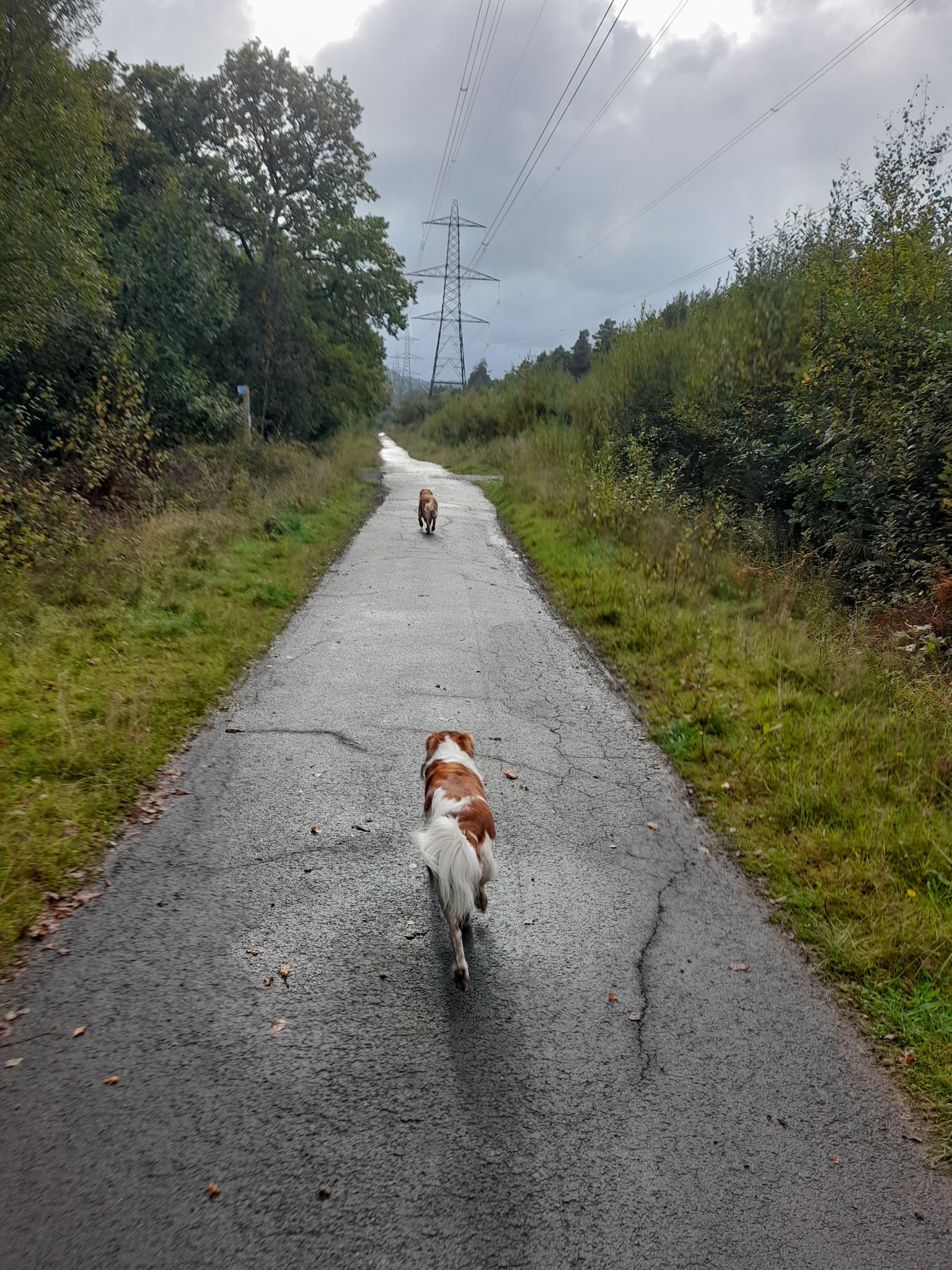 dog walking devon