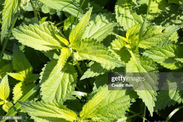 nettle - stinging nettle stock pictures, royalty-free photos & images