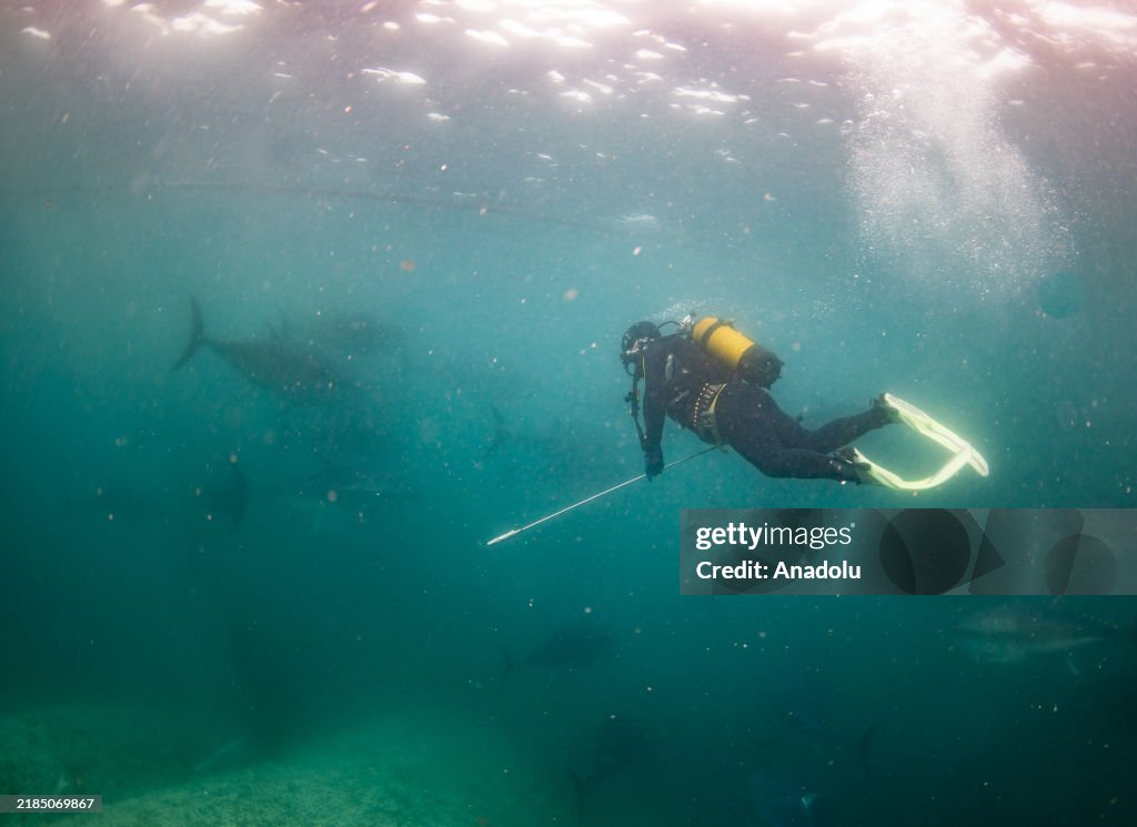 Fish farms begin annual harvest of True tunas at Mediterranean Sea