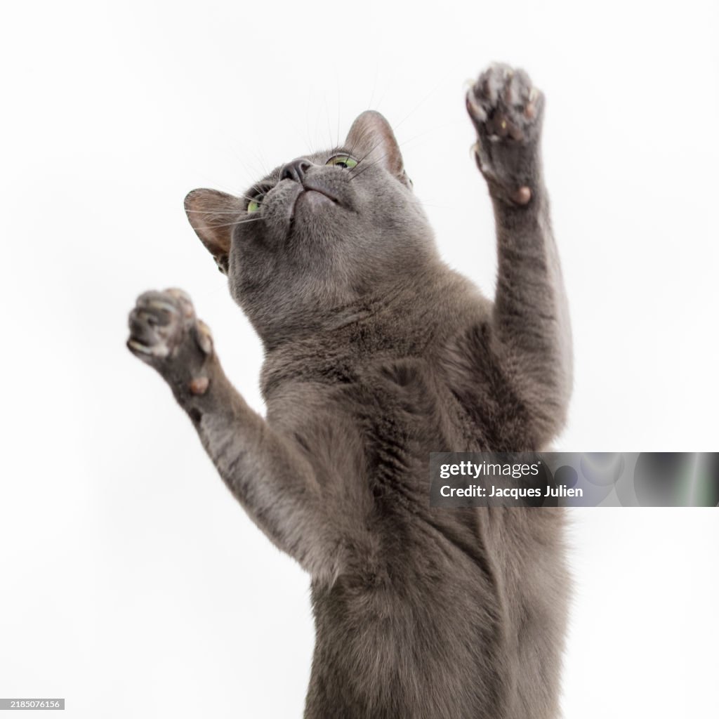 Playful grey cat on white