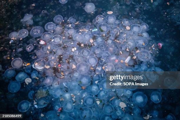 Jellyfish and waste seen washed up on the Moda shores of the Marmara Sea. Jellyfish, whose populations have increased due to microplastics and...
