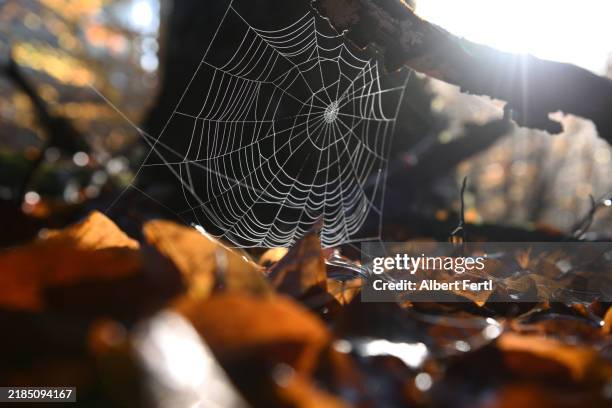 web of a spider - tree trunk spiders stock pictures, royalty-free photos & images