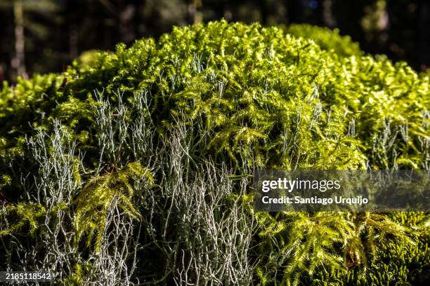 close-up of moss and lichen growing together - mousse-végétale photos et images de collection