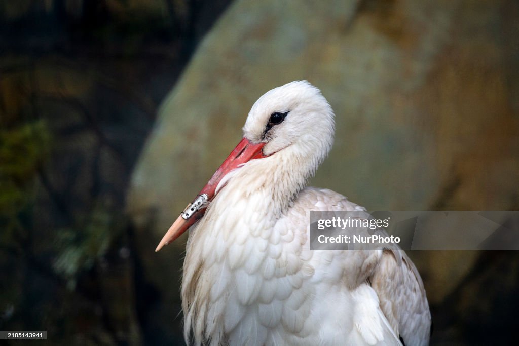Bionic Stork A white stork with a 3D-printed beak prosthesis is at the Sofia Zoo ...