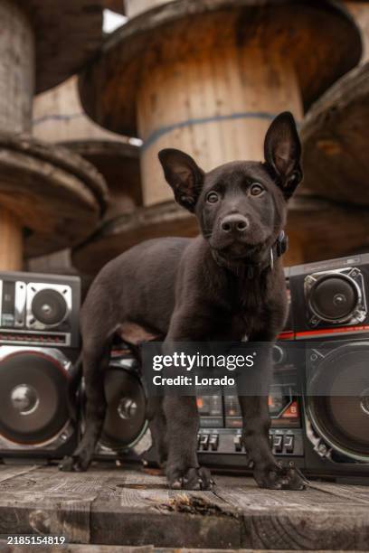 351 Rap Dog Stock Photos, High-Res Pictures, and Images - Getty Images