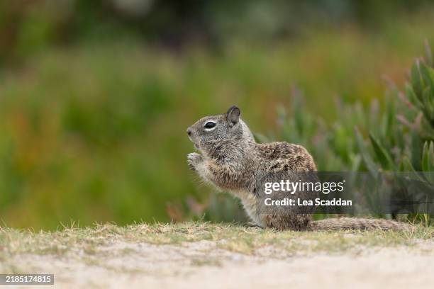 ground squirrel - southern california stock pictures, royalty-free photos & images