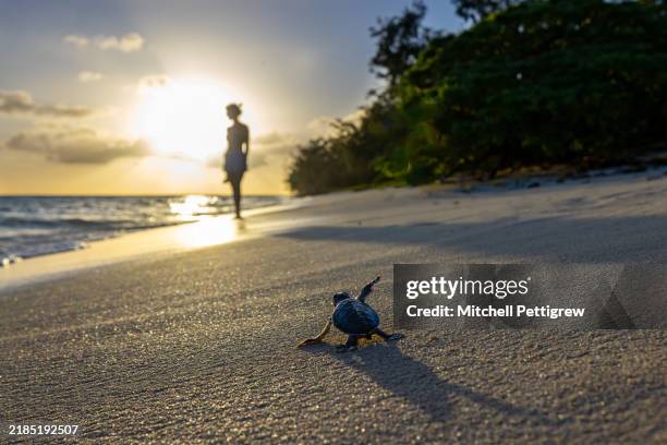 sea turtle - leatherback turtle stock pictures, royalty-free photos & images