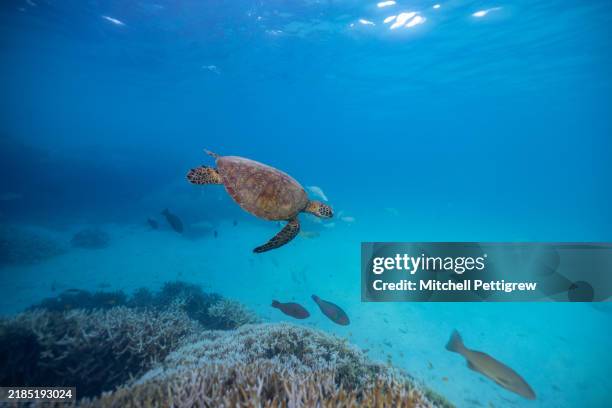 sea turtle - leatherback turtle stock pictures, royalty-free photos & images