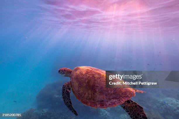 sea turtle - animal em via de extinção imagens e fotografias de stock