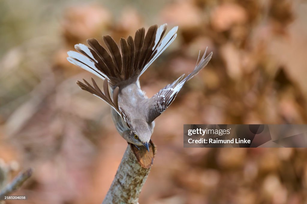 American mockingbird (Mimus polyglottos), flies away, springtime, Florida, USA, North America