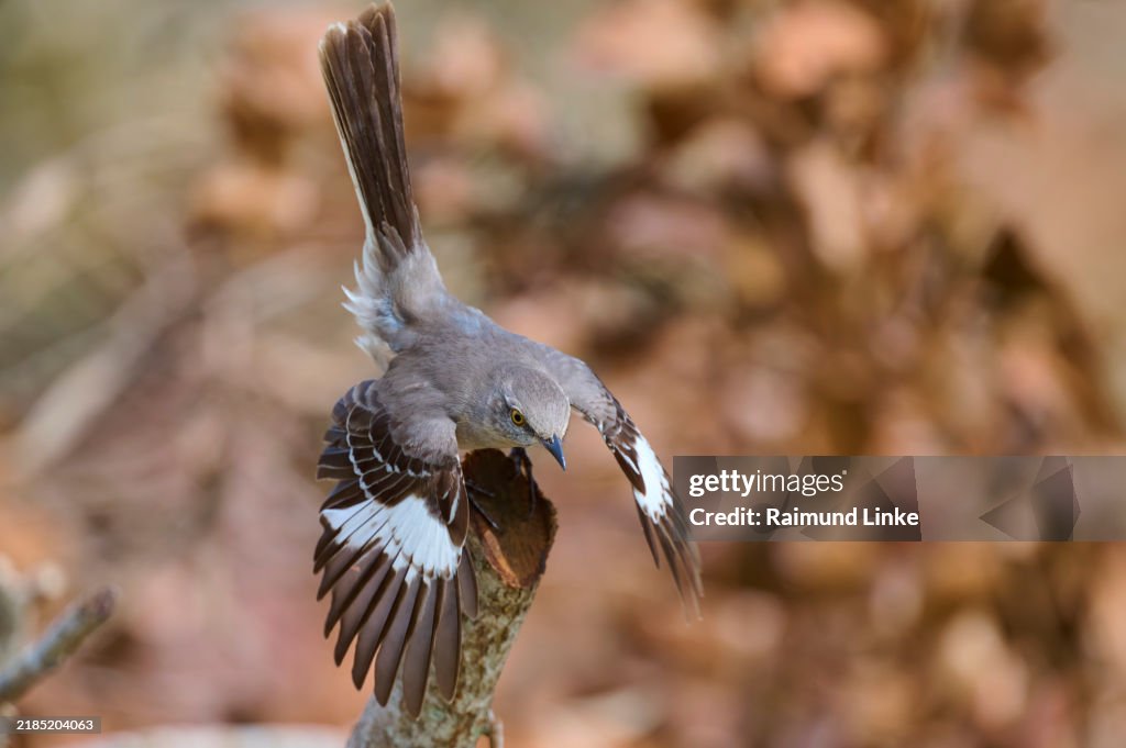 American mockingbird (Mimus polyglottos), flies away, springtime, Florida, USA, North America