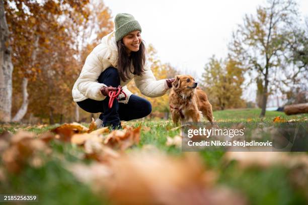 our autumn walks - walking small dog stock pictures, royalty-free photos & images