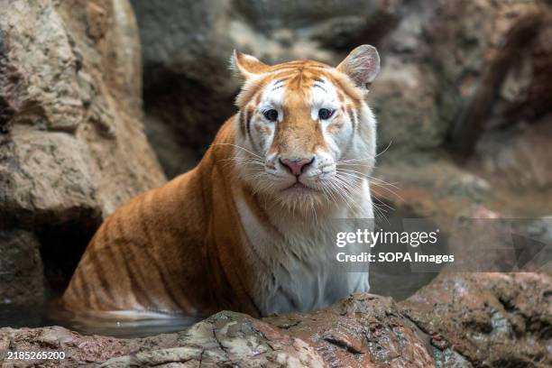 Eva, a 3-years-old female golden tiger, seen sitting in the water at Chiang Mai Night Safari. Eva, a golden tiger or strawberry tiger, is gaining...
