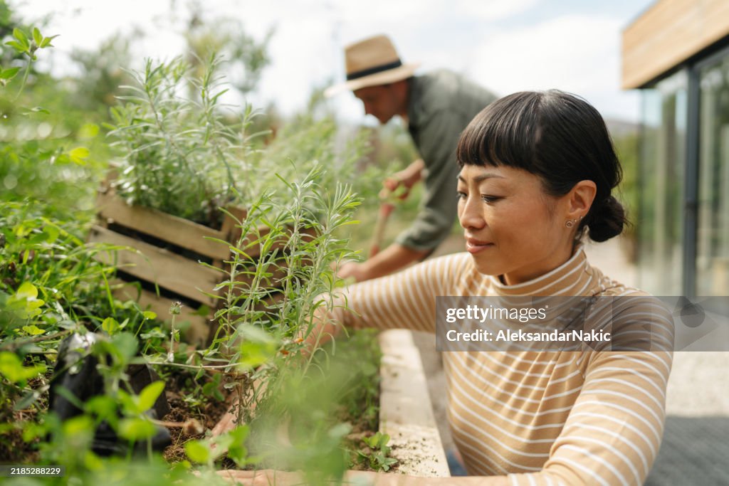 Focused gardening: woman tending herbs in a raised bed