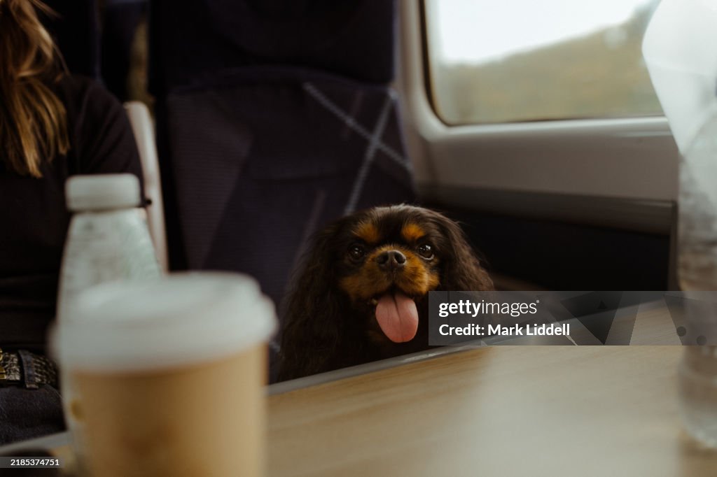 Cavalier King Charles Spaniel dog on train