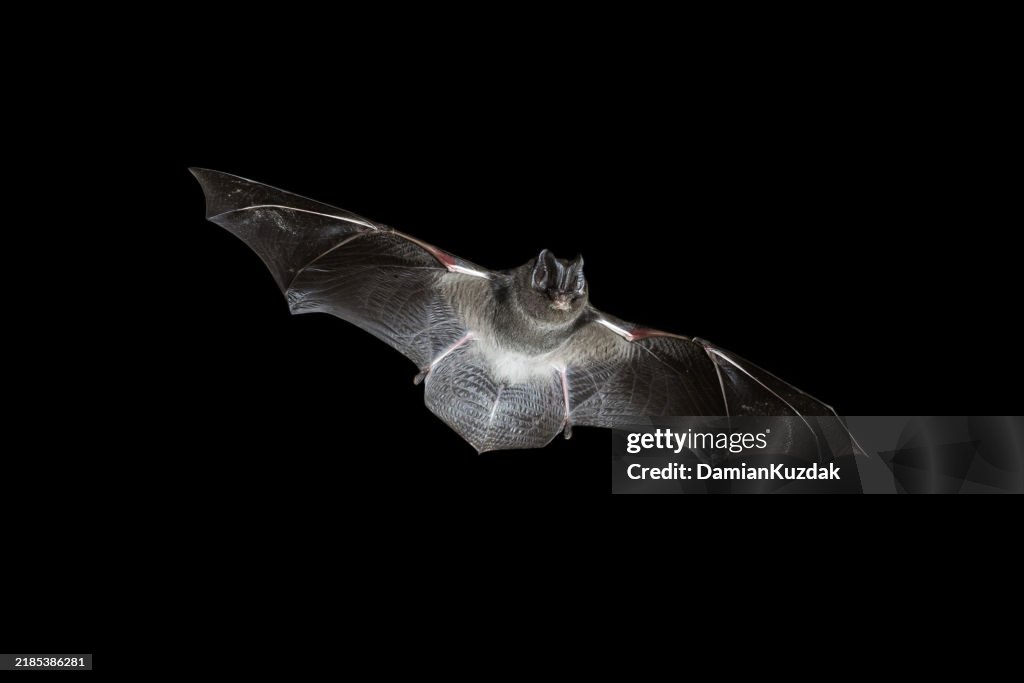Chauve-souris barbastelle volante