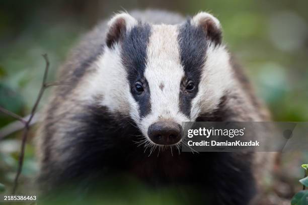 european badger (meles meles) - animal stock pictures, royalty-free photos & images