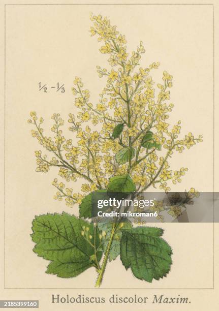 old chromolithograph illustration of botany, ocean spray or oceanspray, creambush or ironwood (holodiscus discolor) a shrub of western north america - kunstdruck stock-fotos und bilder